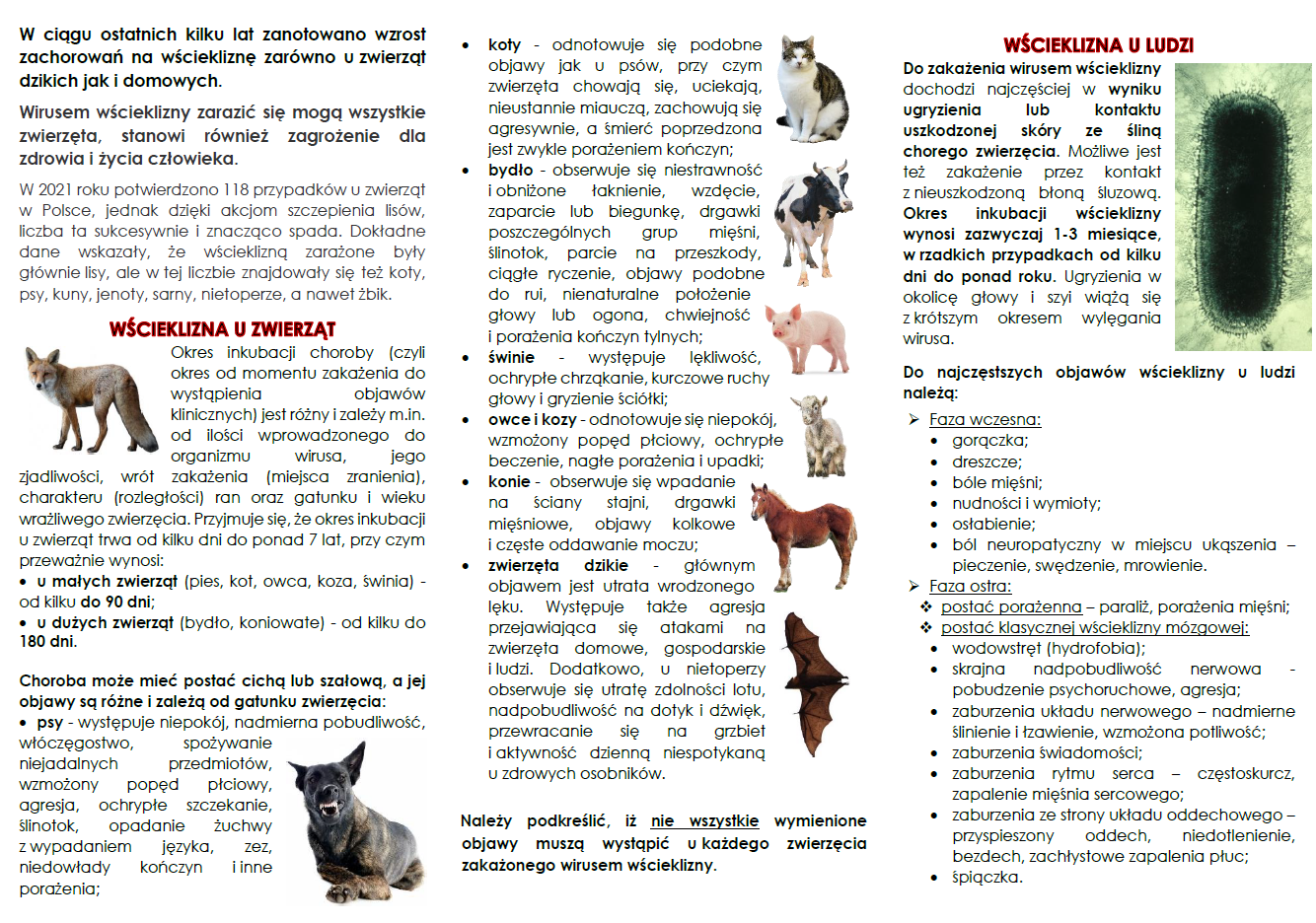 wścieklizna informacje