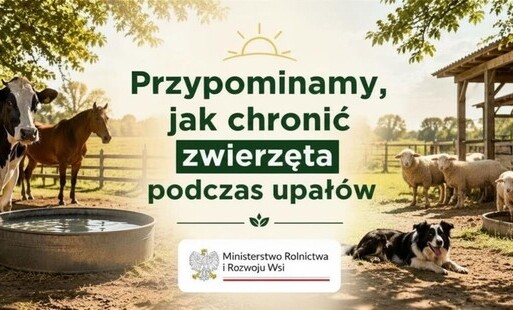 ochrona zwierząt podczas upałów